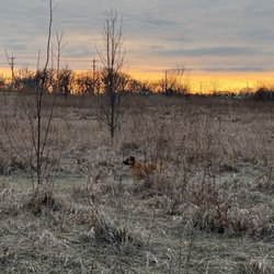 Lakewood Off-Leash Dog Area - Get there early before sundown in December