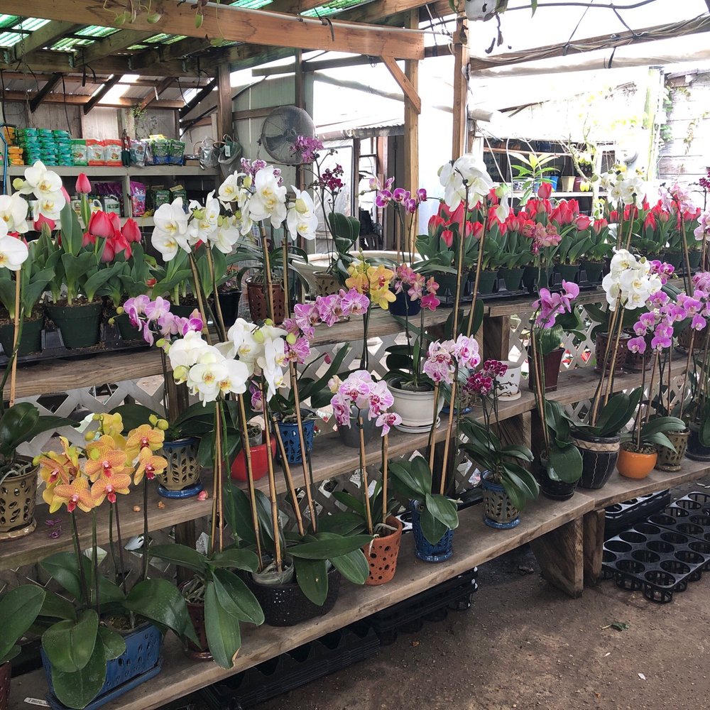 JRN Nursery - Orchids! - Nurseries & Gardening Near Me - Houston, Texas JRN Nursery - Orchids! - Nurseries & Gardening Near Me - Houston, Texas
