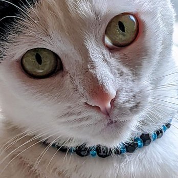 Vets for Abandoned Pets - Cat - Pet Adoption Near Me - Las Vegas, Nevada Vets for Abandoned Pets - Cat - Pet Adoption Near Me - Las Vegas, Nevada