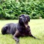 Photo of Dogs At Camp