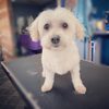 Hill Country Grooming gift card