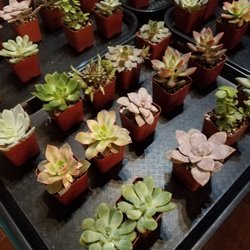 Yaymaker - Adorable succulents