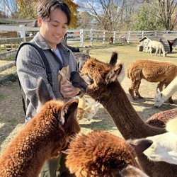 Roaring Acres Alpacas