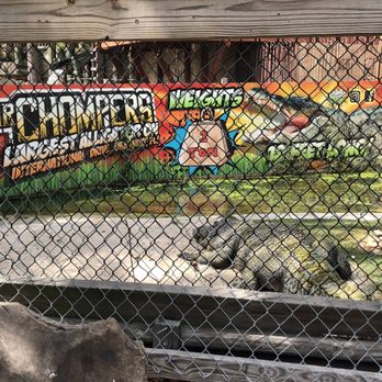 Gator Golf - Mini Golf Near Me - Orlando, Florida