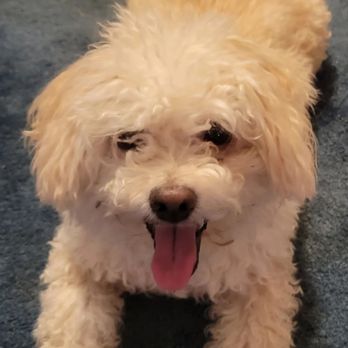Must Love Paws - Henry, a little ragged prior to the groom. - Pet Groomers Near Me Must Love Paws - Henry, a little ragged prior to the groom. - Pet Groomers Near Me