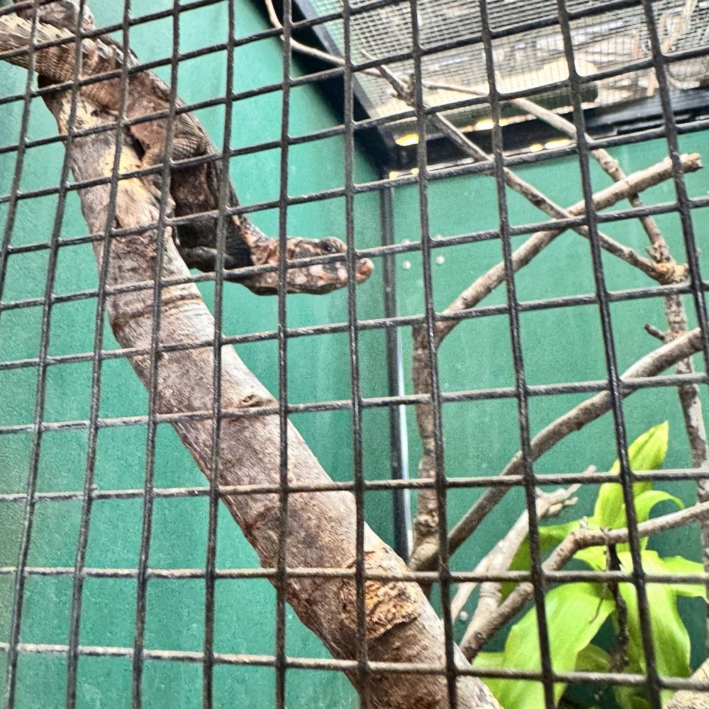 Iguanaland - Lizard - Zoos Near Me - Punta Gorda, Florida