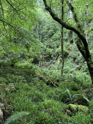 Torc Waterfall by null