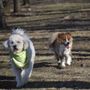 Photo of Eva's Play Pups Countryside Dog Camp