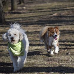 Eva's Play Pups Countryside Dog Camp