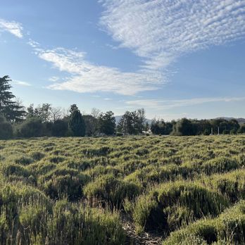 123 Farm - Lavender Fields - Farmers Market Near Me - Cherry Valley, California