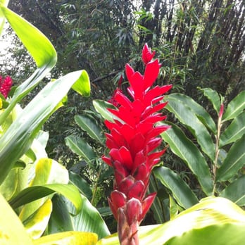 Twin Falls Trail - Hiking Near Me - Haiku, Hawaii Twin Falls Trail - Hiking Near Me - Haiku, Hawaii