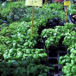 Marché aux Fleurs du Prado - Plantes aromatiques