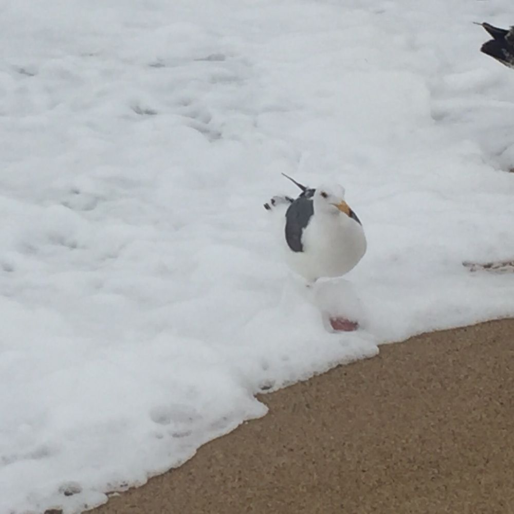 Carmel River State Beach - Capture the moment caught this lil guy off guard lol - Beaches Near Me - Carmel, California