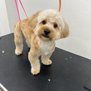 Neighborhood Dog Grooming - Pet Groomers Near Me - Lompoc, California Neighborhood Dog Grooming - Pet Groomers Near Me - Lompoc, California