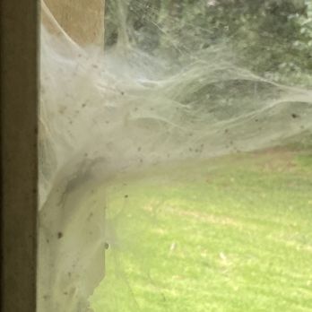 Aptive Pest Control - More epic spiders, still around after 2 services. - Pest Control Near Me - Plano, Texas Aptive Pest Control - More epic spiders, still around after 2 services. - Pest Control Near Me - Plano, Texas