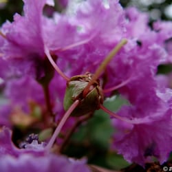 City of Longwood - Crepe Myrtle.