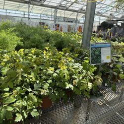 Boehler's Greenhouse