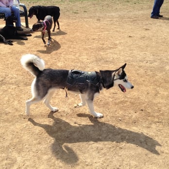 Jacobson Park Dog Park - Mavi, the Husky! - Dog Parks Near Me - Lexington, Kentucky Jacobson Park Dog Park - Mavi, the Husky! - Dog Parks Near Me - Lexington, Kentucky