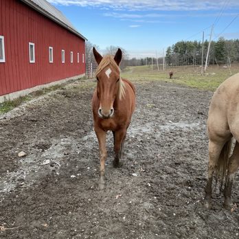 Pond Hill Ranch - Beautiful horse and ranch - Horseback Riding Near Me - Poultney, Vermont