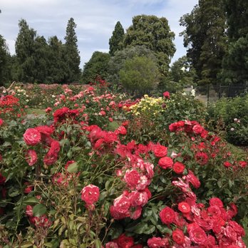 Point Defiance Rose Garden - Botanical Gardens Near Me - Tacoma, Washington