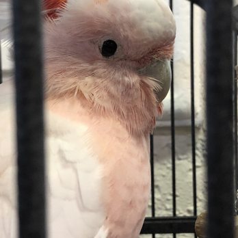 The Aviary - leadbeater cockatoo - Bird Shops Near Me - Goulds, Florida