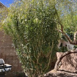 My front & back yards.