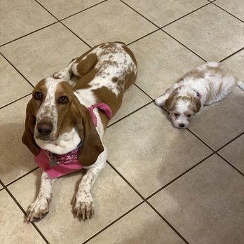 K-9 Kuts Grooming - Pet Groomers Near Me - Canutillo, Texas K-9 Kuts Grooming - Pet Groomers Near Me - Canutillo, Texas
