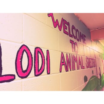 Lodi Animal Services - Animal Shelters Near Me - Lodi, California Lodi Animal Services - Animal Shelters Near Me - Lodi, California