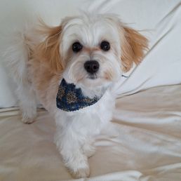 Louie after his grooming. (6 months/7 pounds)