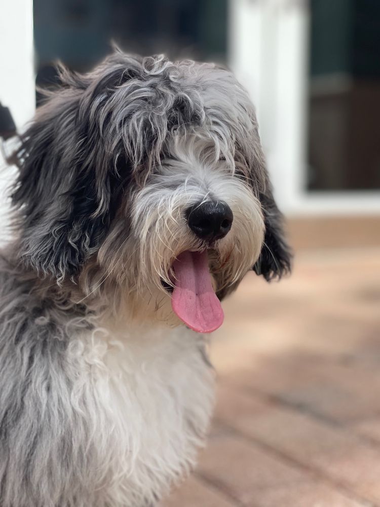 EVERGLADES ANIMAL HOSPITAL Updated October 2024 35 Reviews 15731 Sheridan St, Fort