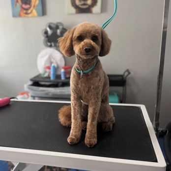 Bad To The Bone Dog Grooming - Pet Groomers Near Me Bad To The Bone Dog Grooming - Pet Groomers Near Me
