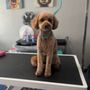 Photo of Bad To The Bone Dog Grooming