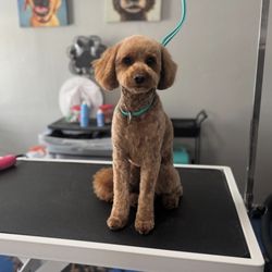 Bad To The Bone Dog Grooming