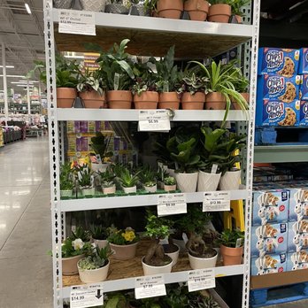 BJ's Wholesale Club - Orchids and other plants - Wholesale Stores Near Me - Orlando, Florida BJ's Wholesale Club - Orchids and other plants - Wholesale Stores Near Me - Orlando, Florida