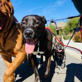 OC Pup Scouts - Dog Walkers Near Me - Dana Point, California OC Pup Scouts - Dog Walkers Near Me - Dana Point, California