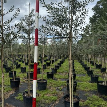 Flowing Well Tree Farm - Olive - Nurseries & Gardening Near Me - Pierson, Florida Flowing Well Tree Farm - Olive - Nurseries & Gardening Near Me - Pierson, Florida
