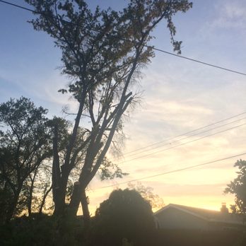 L&S Landscaping - No more tree limbs over the houses or in power lines. - Landscaping Near Me - Sacramento, California L&S Landscaping - No more tree limbs over the houses or in power lines. - Landscaping Near Me - Sacramento, California