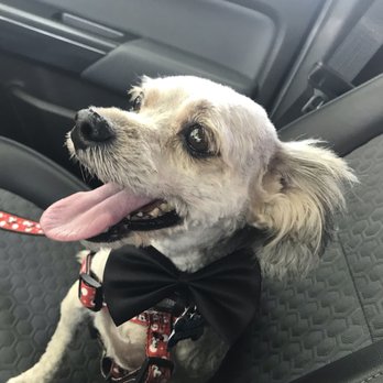 PetSmart - Tigger's groom with a specially made bow tie - Pet Training Near Me - Cedar Park, Texas