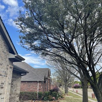 Arboriculture Services - After trim - Tree Services Near Me Arboriculture Services - After trim - Tree Services Near Me