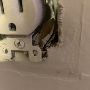 TGM Bermuda Island Apartments - A cockroach with paint on it - Apartments Near Me - Naples, Florida