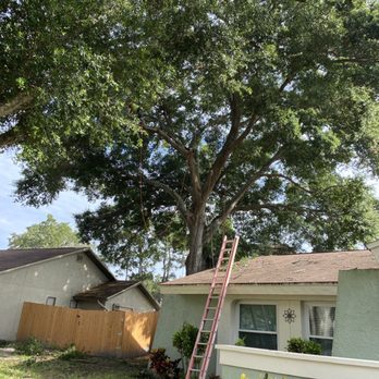 Trees by Kevin M Dyer - Tree Services Near Me - Clearwater, Florida Trees by Kevin M Dyer - Tree Services Near Me - Clearwater, Florida