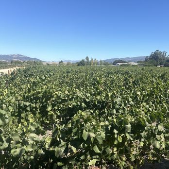 Roche Winery & Vineyards - Peaceful - Wineries Near Me - Sonoma, California