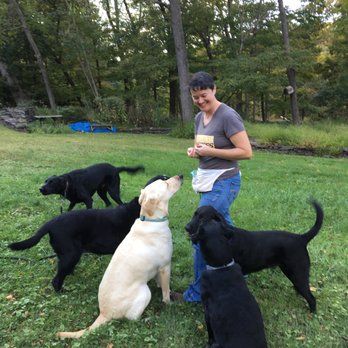 Dog Training By SAS - Labrador Retrievers definitely have a special place in my heart. - Pet Training Near Me - Pipersville, Pennsylvania Dog Training By SAS - Labrador Retrievers definitely have a special place in my heart. - Pet Training Near Me - Pipersville, Pennsylvania