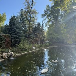 Swan lake Swan lake