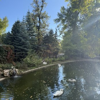 Tracy Aviary - Swan lake - Zoos Near Me - Salt Lake City, Utah Tracy Aviary - Swan lake - Zoos Near Me - Salt Lake City, Utah