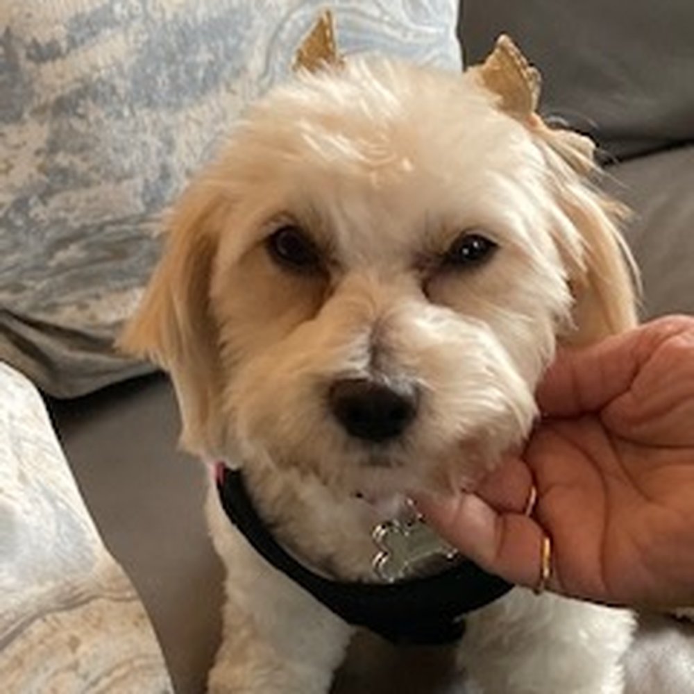 D'tails Pet Salon - She is happy, really, LOL - Pet Groomers Near Me - Lodi, California D'tails Pet Salon - She is happy, really, LOL - Pet Groomers Near Me - Lodi, California