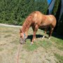 Arlington Equestrian Center