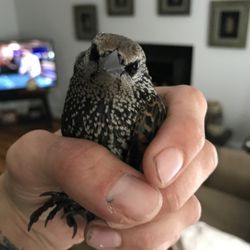 That's Wild! - Chimney invader!