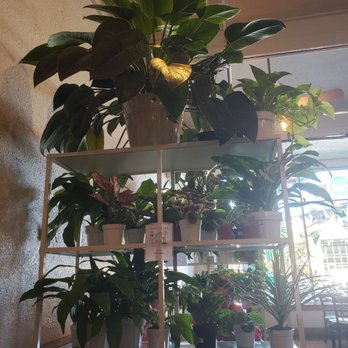 Lost Parrot Cafe - Some plants inside - Breakfast & Brunch Near Me - South Pasadena, California