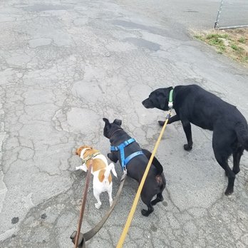 Sonoma County Playful Pets - Dog Walkers Near Me